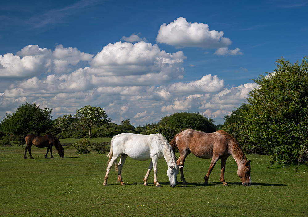 Spring Three Ponies at Ocknell Plain